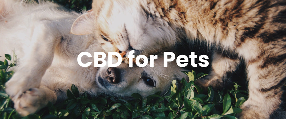 CBD Oil for Dogs and Cats.