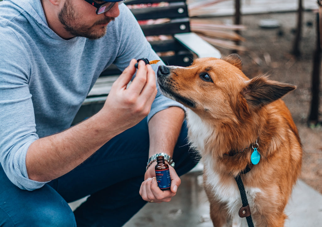  A large brown dog receiving CBD from his owner